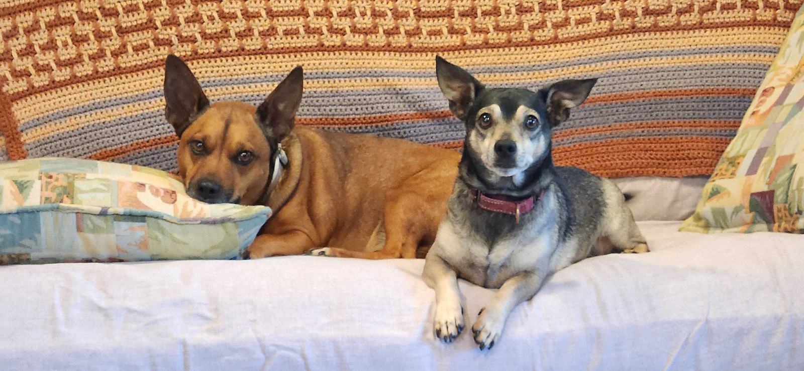photo of two dogs Ty and Gizmo sitting on a couch