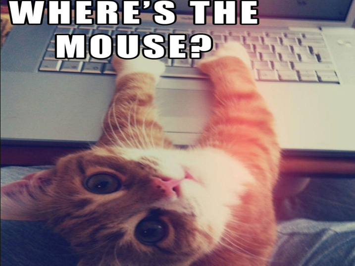 A close-up, low-angle photo of an orange and white tabby cat staring directly into the camera with wide, curious eyes. The cat is positioned in front of an open laptop, with its front paws stretched out and resting on the keyboard. Large, bold white text overlaid at the top of the image reads, "WHERE’S THE MOUSE?".