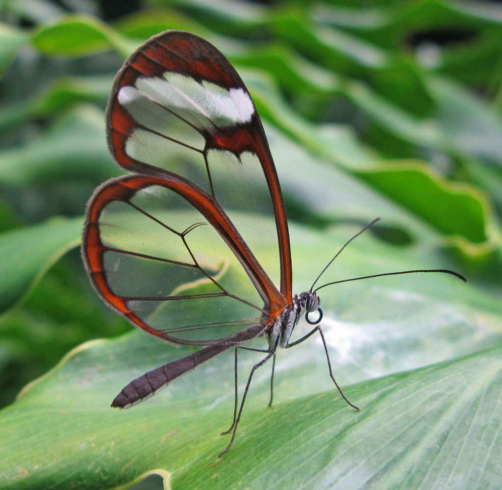 A close-up side profile of a Glasswing butterfly perched on a large green leaf. Its unique wings are mostly transparent with delicate black veins, bordered by a thick, reddish-brown outline and a small white patch near the tip of the forewing. The butterfly has a dark, slender body, long thin legs, and fine black antennae, set against a soft-focus background of lush green foliage.