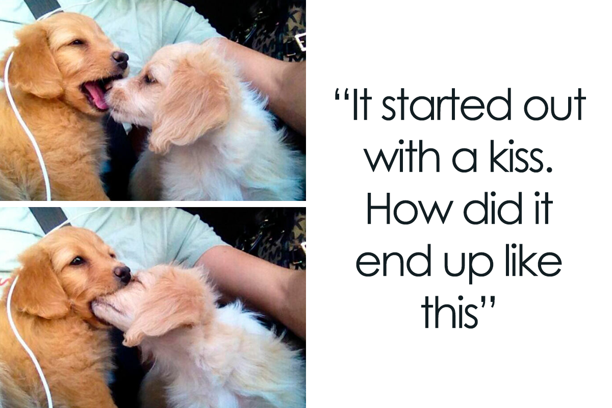 A two-panel meme featuring two golden-colored puppies. In the top panel, one puppy playfully nips at the other's snout while the second puppy has its mouth open. In the bottom panel, the first puppy has the other's entire muzzle inside its mouth. To the right, large black text on a white background reads: "It started out with a kiss. How did it end up like this" — a reference to the lyrics from "Mr. Brightside" by The Killers.