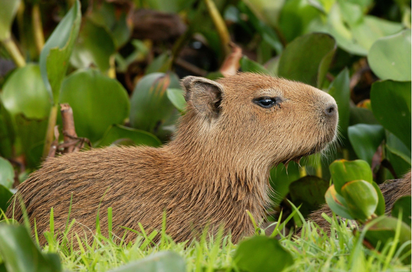 A close-up photograph of a small, wet, brown capybara sitting in lush green grass and surrounded by large green leaves. The capybara is looking toward the right with its snout slightly elevated.